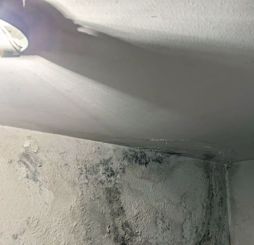 Schimmelsanierung